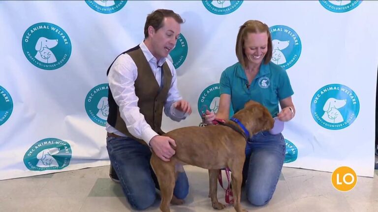 Okc Animal Welfare unveils Rowan as Valentine's Pet Pal of the week – KOKH
