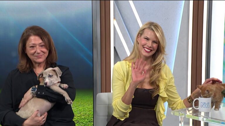 Beth Stern on the 'Great American Rescue Bowl' and cute pets up for adoption – NBC New York