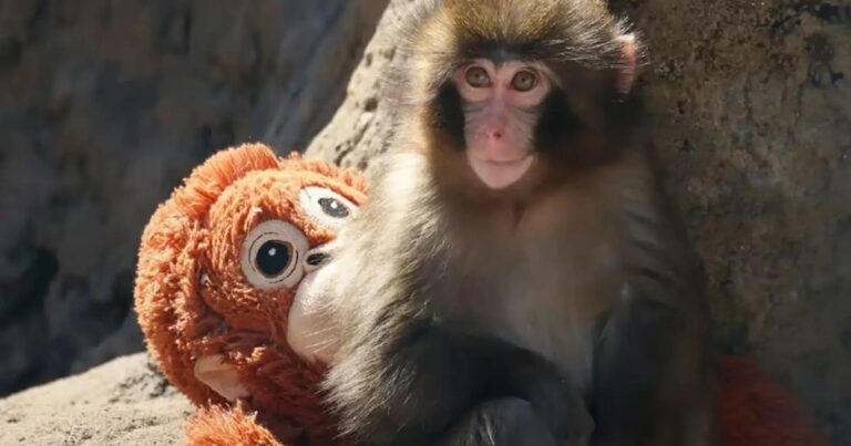 Primatologist says Punch's story is not cute, it's trauma | FMT – FreeMalaysiaToday