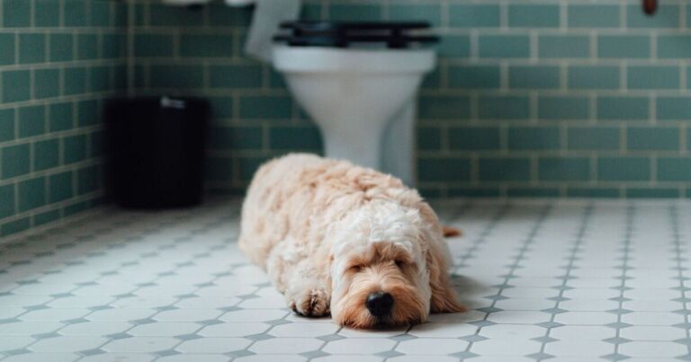Dogs have 'adorable' habit when their owners go to the toilet | Express.co.uk