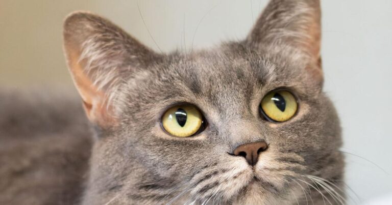 FUREVER HOMES: Pets of the Week | Local – The Courier Express