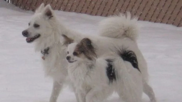 Rabies vaccine recall: Some pets may need revaccination, company warns – Portland