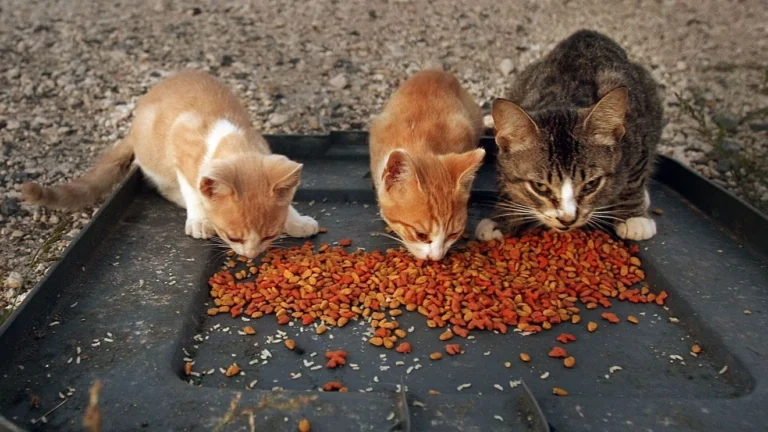 Pet food recall expanded to include more states, including Ohio, and more products