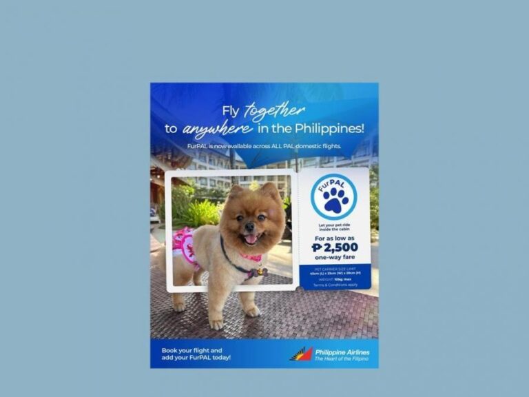 PH flag carrier now allows small dogs to fly in all their domestic flights – GMA Network