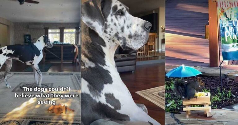 Video: Big Dogs Are So Surprised to See a Squirrel Eat – DogTime