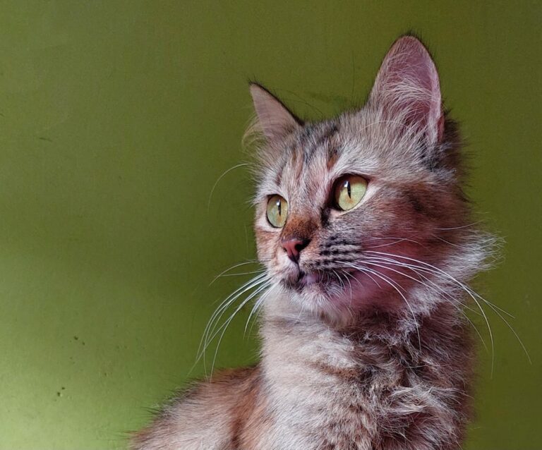 British Longhair Cat Transforms From Peach Fuzz to Butterscotch Cloud in Cute Clip