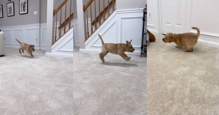 Labrador Puppy Hops Like a Bunny in Cute Video – DogTime