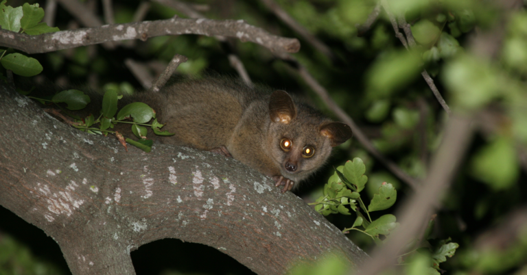 Bushbabies reclassified as "near threatened." Scientists share how to protect these adorable …
