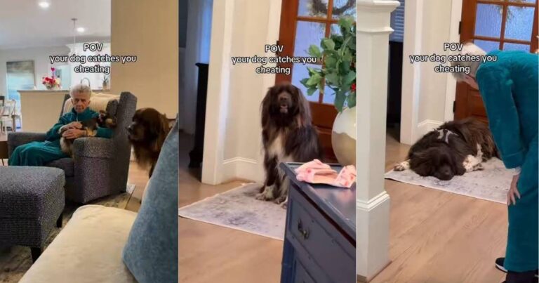 Video: Big Dog Moves Away From Grandma When She Pets Another Dog – DogTime