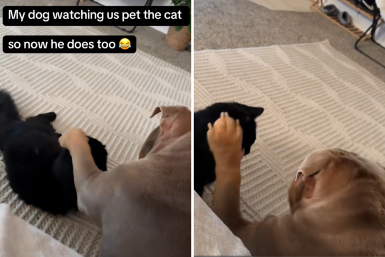 Bulldog Puppy Melts Hearts Over How He Pets Cat After Watching Owners – Newsweek