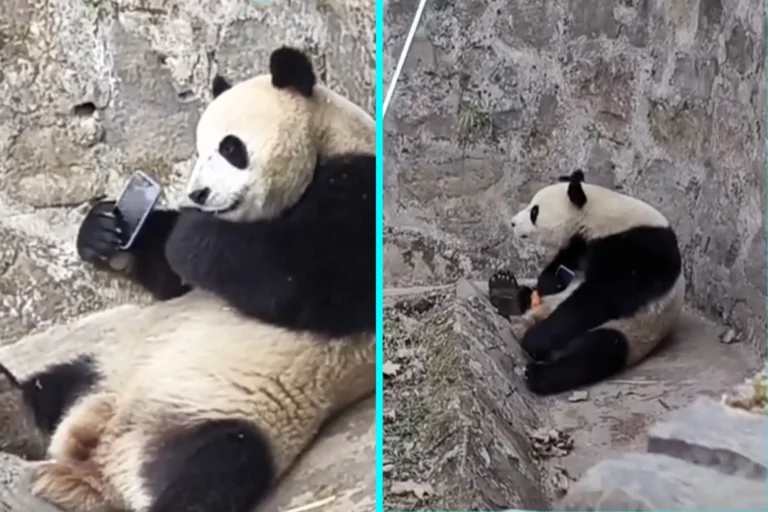 Cute panda plays with phone dropped in enclosure by clumsy tourist – What's The Jam