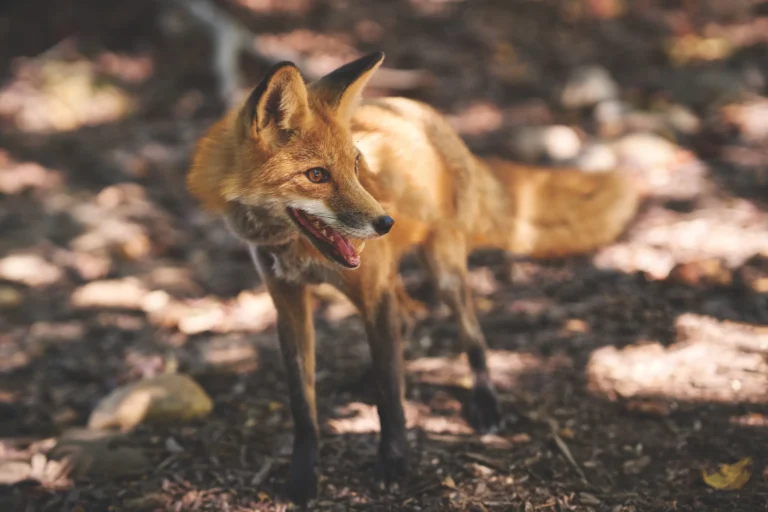 Virginia's Wildlife Centers Lead with Hope and Healing