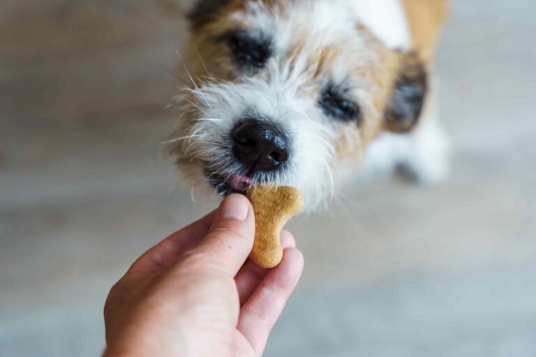 Dog Treats Sold In 5 Southern States Recalled Over Fears Of Salmonella Contamination