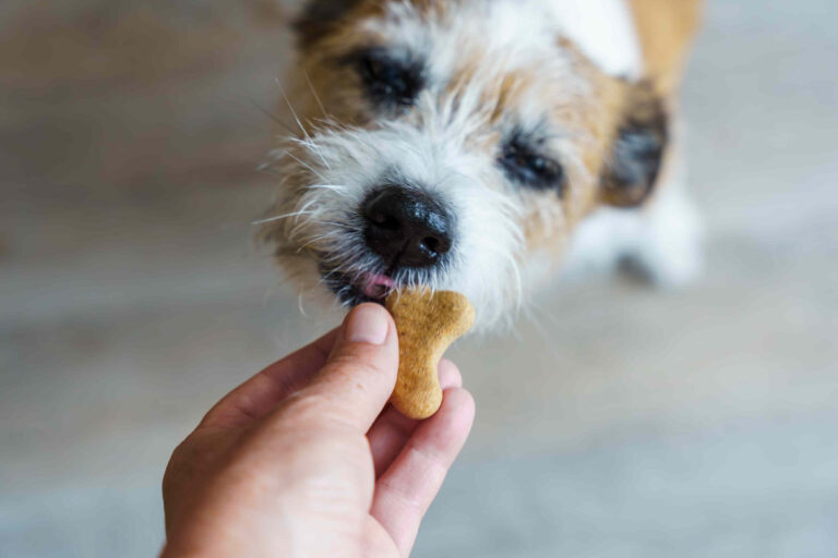 Dog treats sold in 5 southern states recalled over fears of salmonella contamination – MSN