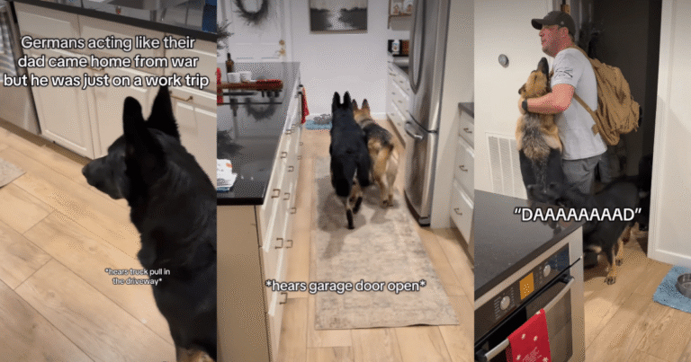 Video: Dogs' Reactions to Dad Returning Home Is Pure Love – DogTime