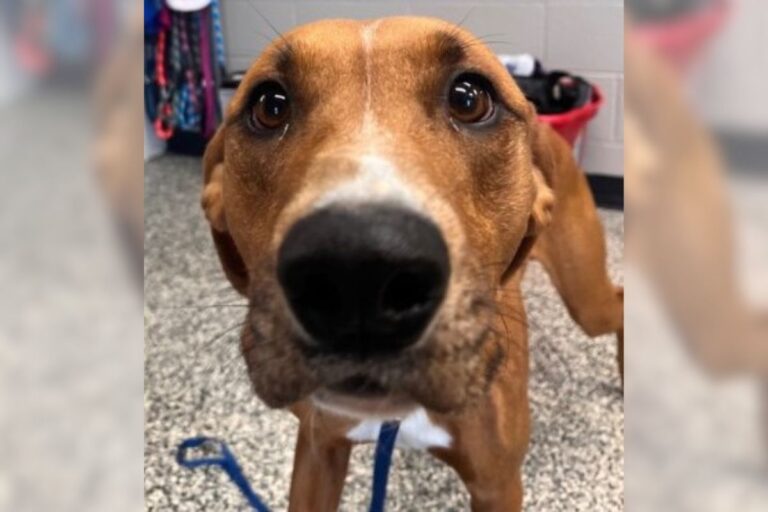 Pets of the week – Christian County Now