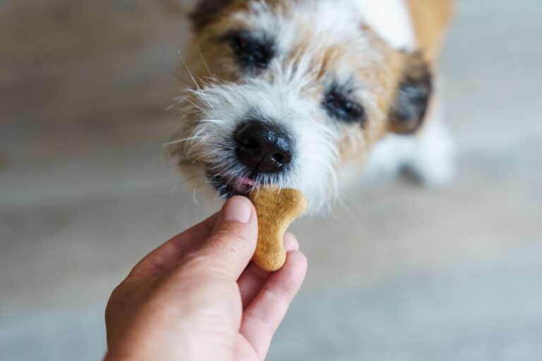 Dog Treats Sold In 5 Southern States Recalled Over Fears Of Salmonella Contamination