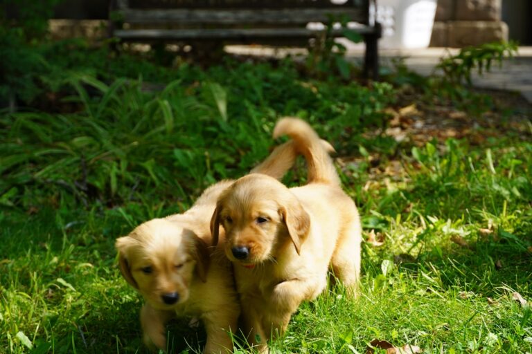 Golden Retriever Puppy Tuckers Himself Out at the Water Bowl & It's Too Cute – PetHelpful