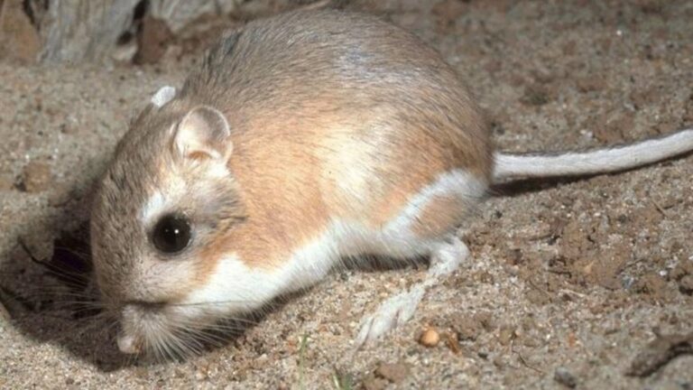 Some of the world's cutest rat species that will melt your heart