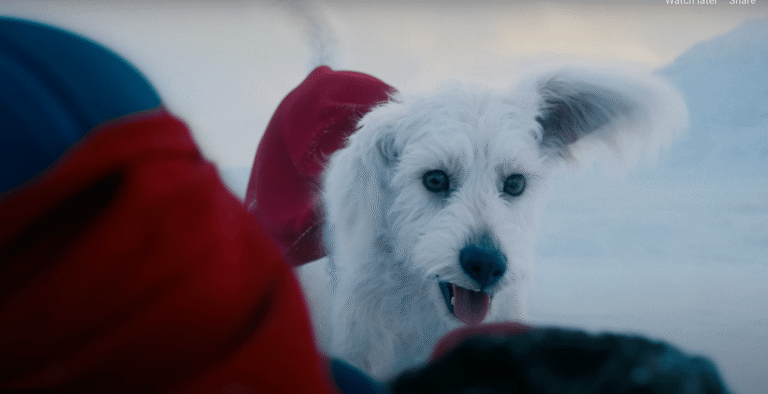 Supergirl's Puppy Bowl Promo Continues the New DCU's Cute Animal Focus | Den of Geek