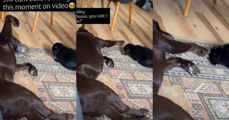 Video: Labrador Pets Bunny When No One's Looking – DogTime