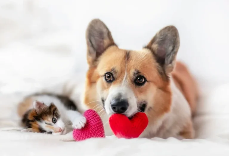 Valentine's spending rises for pets – Now Georgia