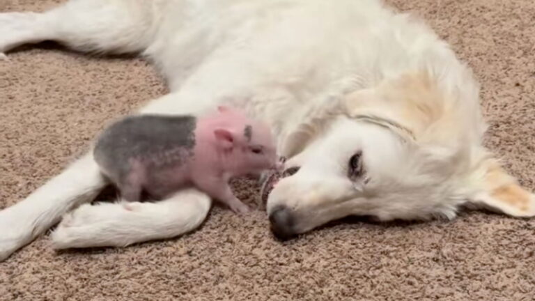 Pet Dog and Cat Have the Most Hilarious Reaction to Piglet Brother's Zoomies – InspireMore