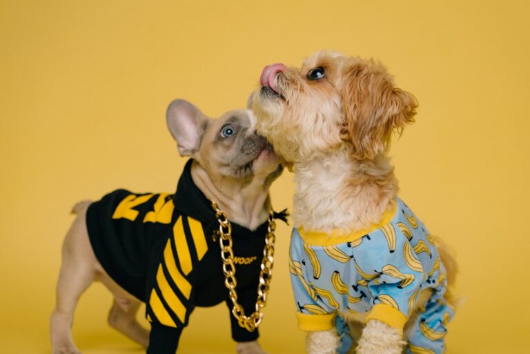 Pups Are Buzzing About This $11 Tequila-Inspired Dog Toy From Target – Parade Pets