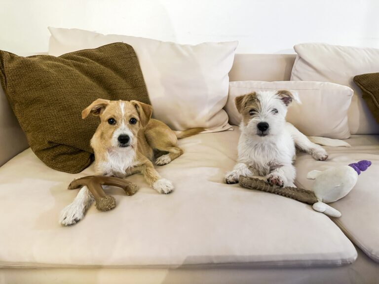 Meet the Puppy Bowl MVPs before the big game — and help local shelter pets – Times of San Diego