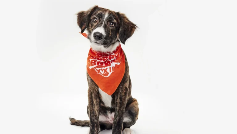 Meet the Adorable Virginia Dogs Playing in the 2026 Puppy Bowl