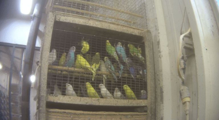 Inside the squalid “bird mills” that breed tropical parrots for America's pet stores – Vox