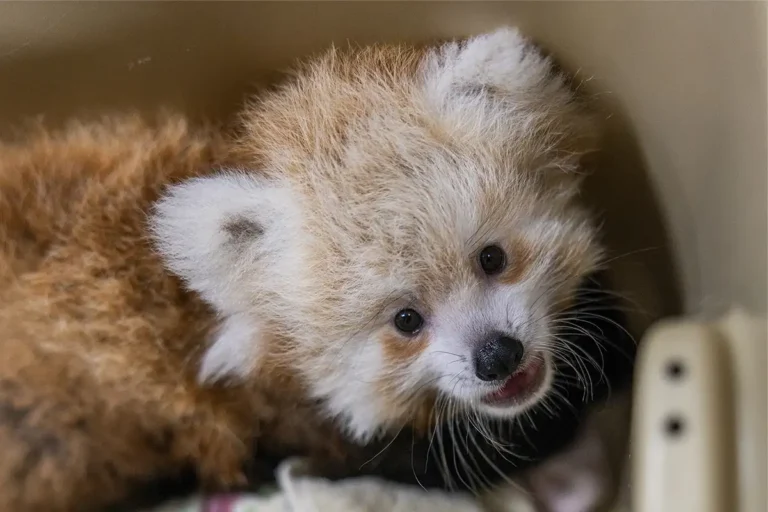 Oh Baby! These Adorable Animals Were Born Recently at NoVA-Area Zoos