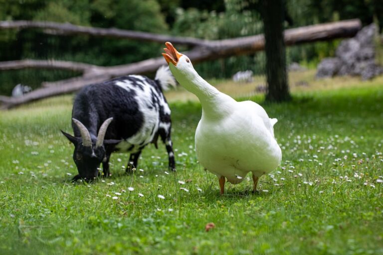 Smitten Pig and Duck Couple's Lemony Sunshine Date Looks Like Heaven – Parade Pets