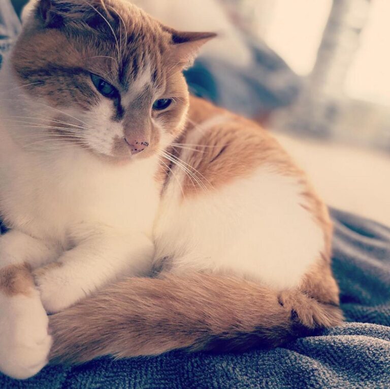 Sign Up Now: Free Rabies Clinic This Week In Western New York