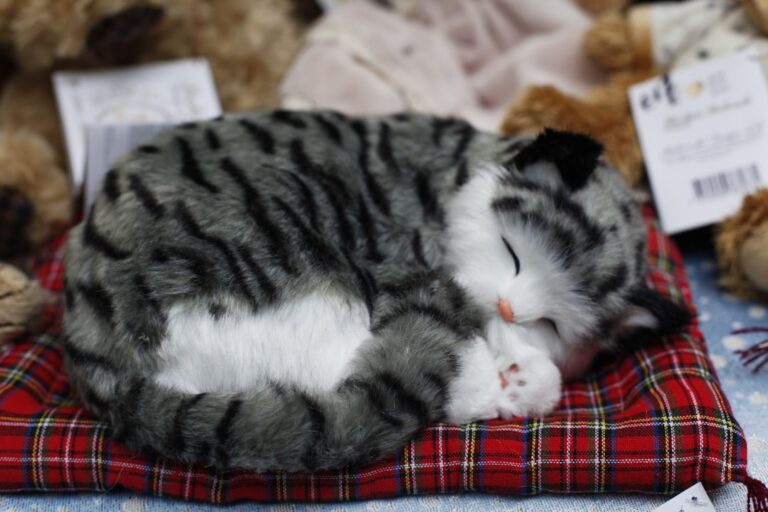 This Adorable New Cat Bed at Target Is a Miniature Sofa for Your Furry Friend – PetHelpful