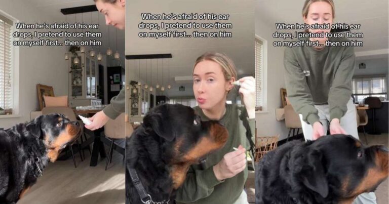 Video: Big Dog Gets Tricked Into Taking His Ear Drops in Cute Video – DogTime