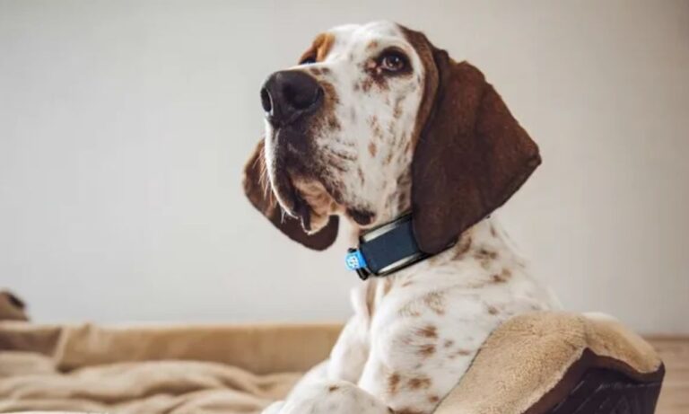 Top 5 Wearables for Pets in 2026: Track Health & Safety – Technowize