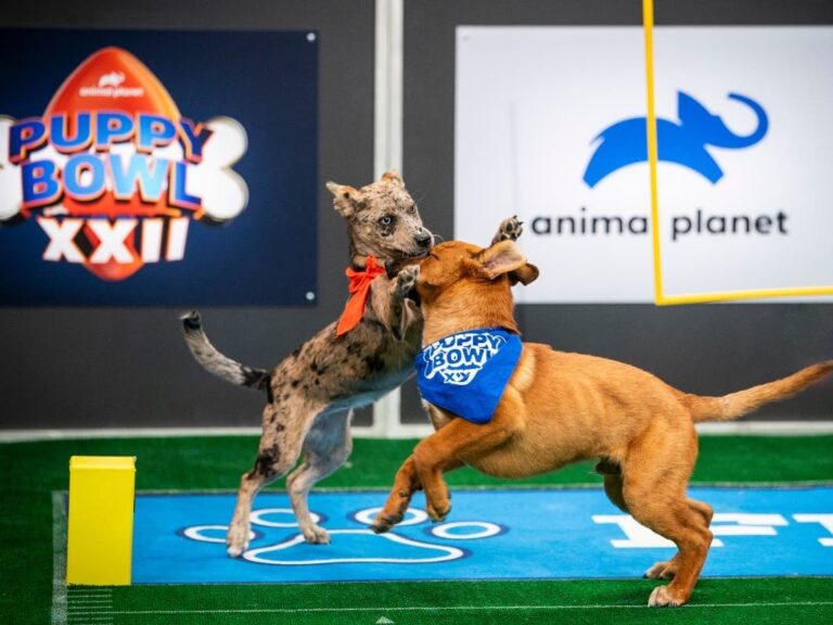 Puppy Bowl 2026 Photos: See The Adorable Shelter Dogs Competing This Year! – Patch