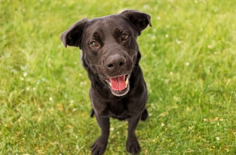 Pets | Barney: A Real Cutie – OutSFL