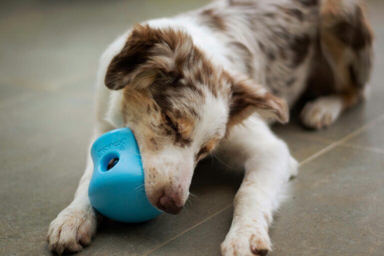 Calming Toys that Work for Puppies