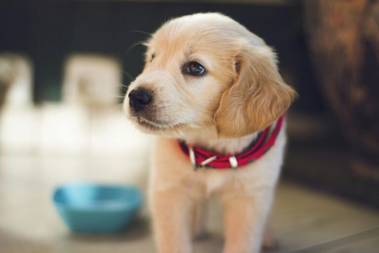selective focus photography of short-coated brown puppy facing right side - PuppyStorage.com