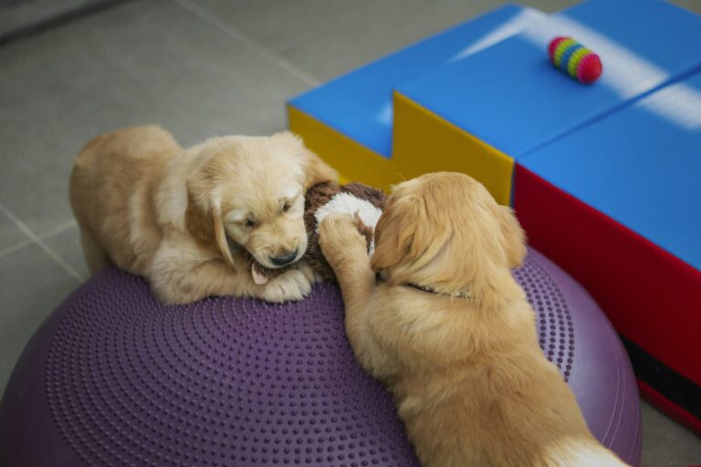 DIY Puppy Puzzle Ideas