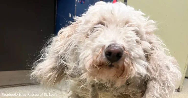 Neglected Dog Sheds Two Pounds Of Matted Fur And Finds New Life – Animal Rescue