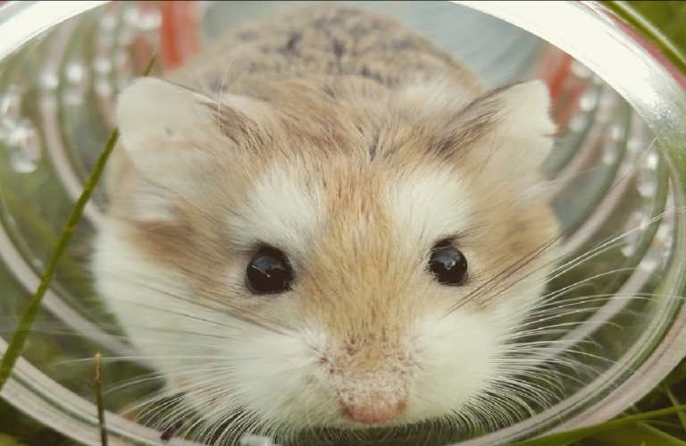 Dutch scientists left a hamster wheel outside. Then, all the animals started playing with it