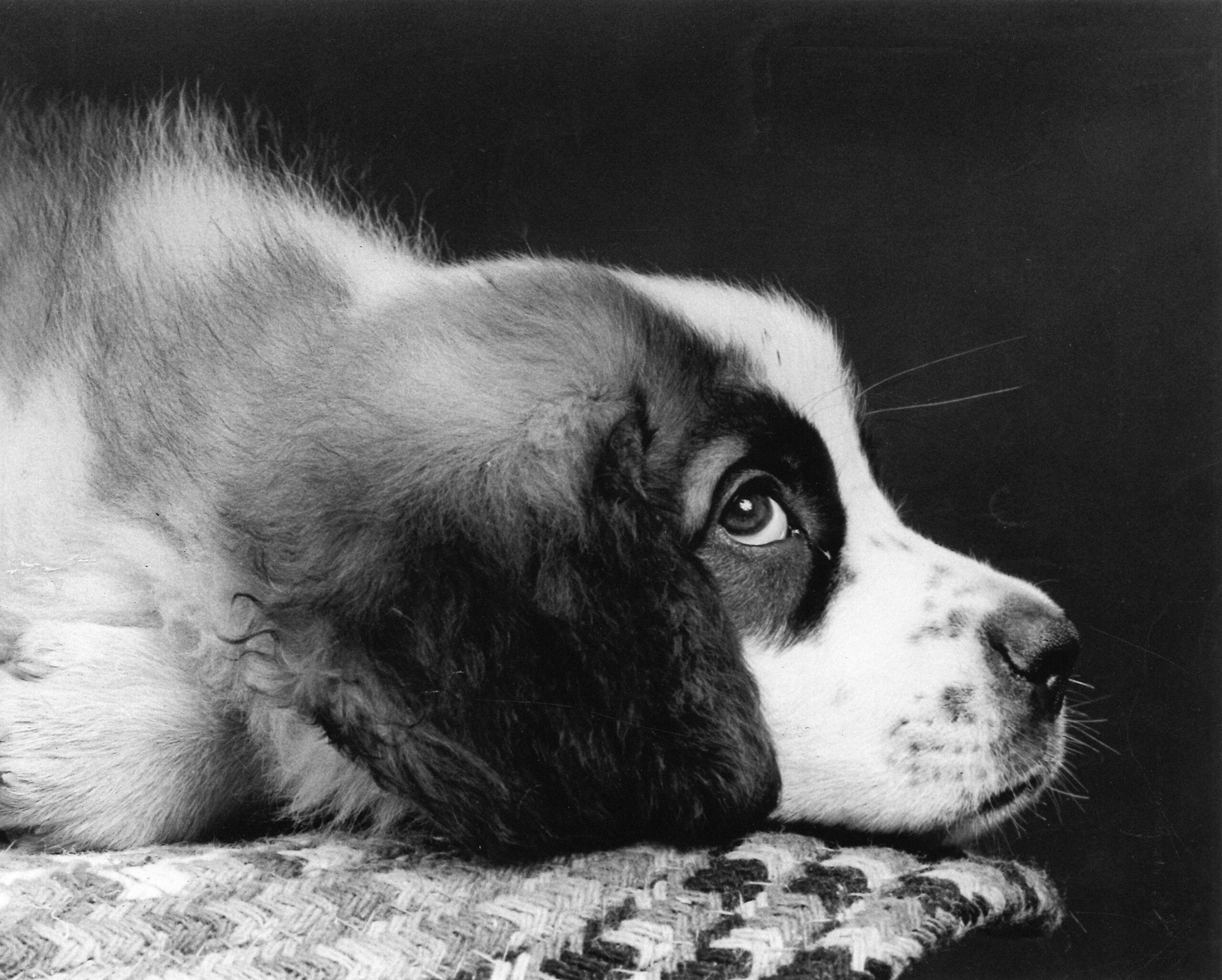 A close-up of a st. bernard puppy lying down. - PuppyStorage.com