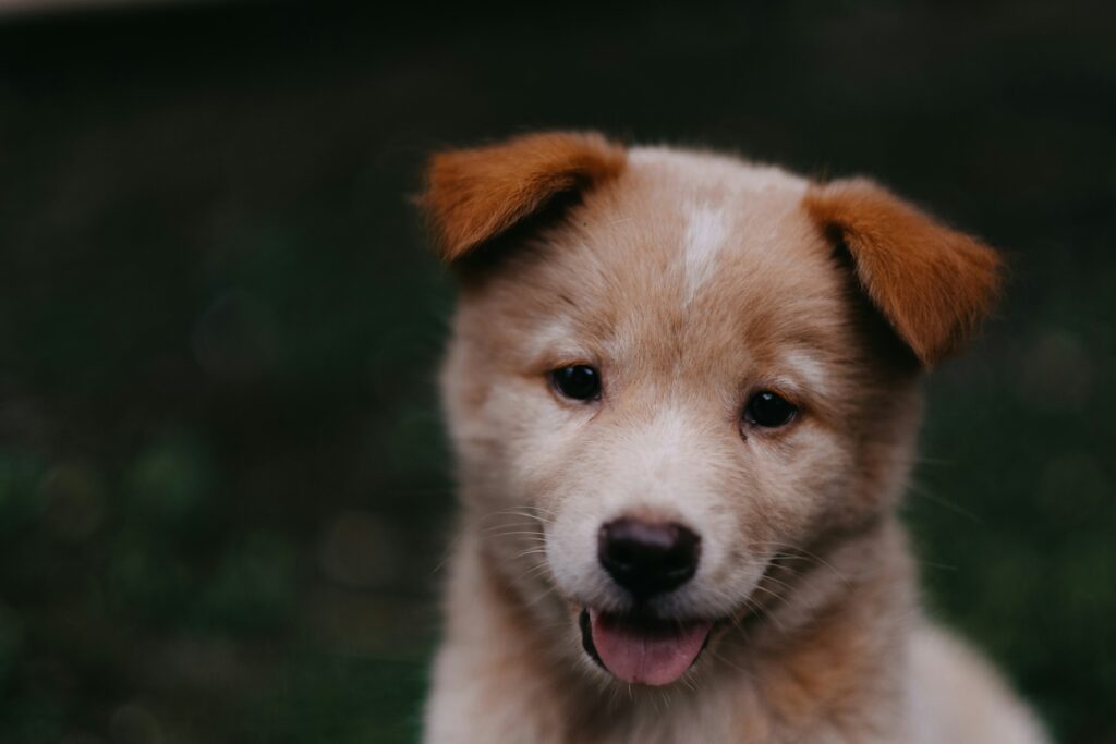 short-coated brown puppy - PuppyStorage.com