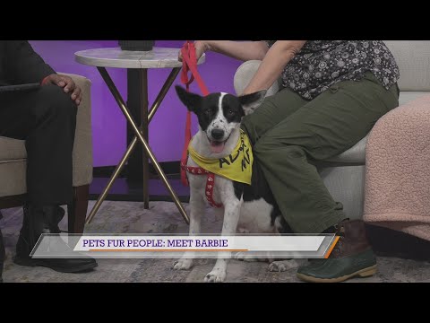 Pets Fur People: Meet Barbie – YouTube