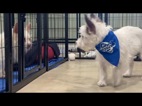 Rescue puppy from Palm Beach County to compete in Puppy Bowl Sunday – YouTube