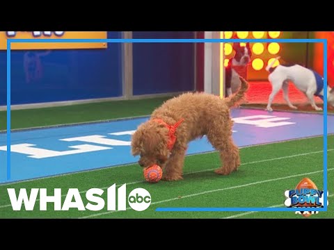 Puppy Bowl 22 to help pups find 'fur-ever' homes – YouTube