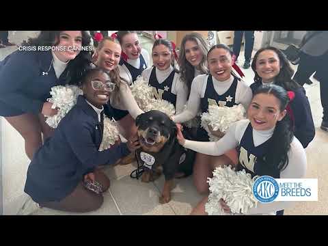 Meet the Breeds 2026: The ultimate FOX 5 special for dog lovers – YouTube